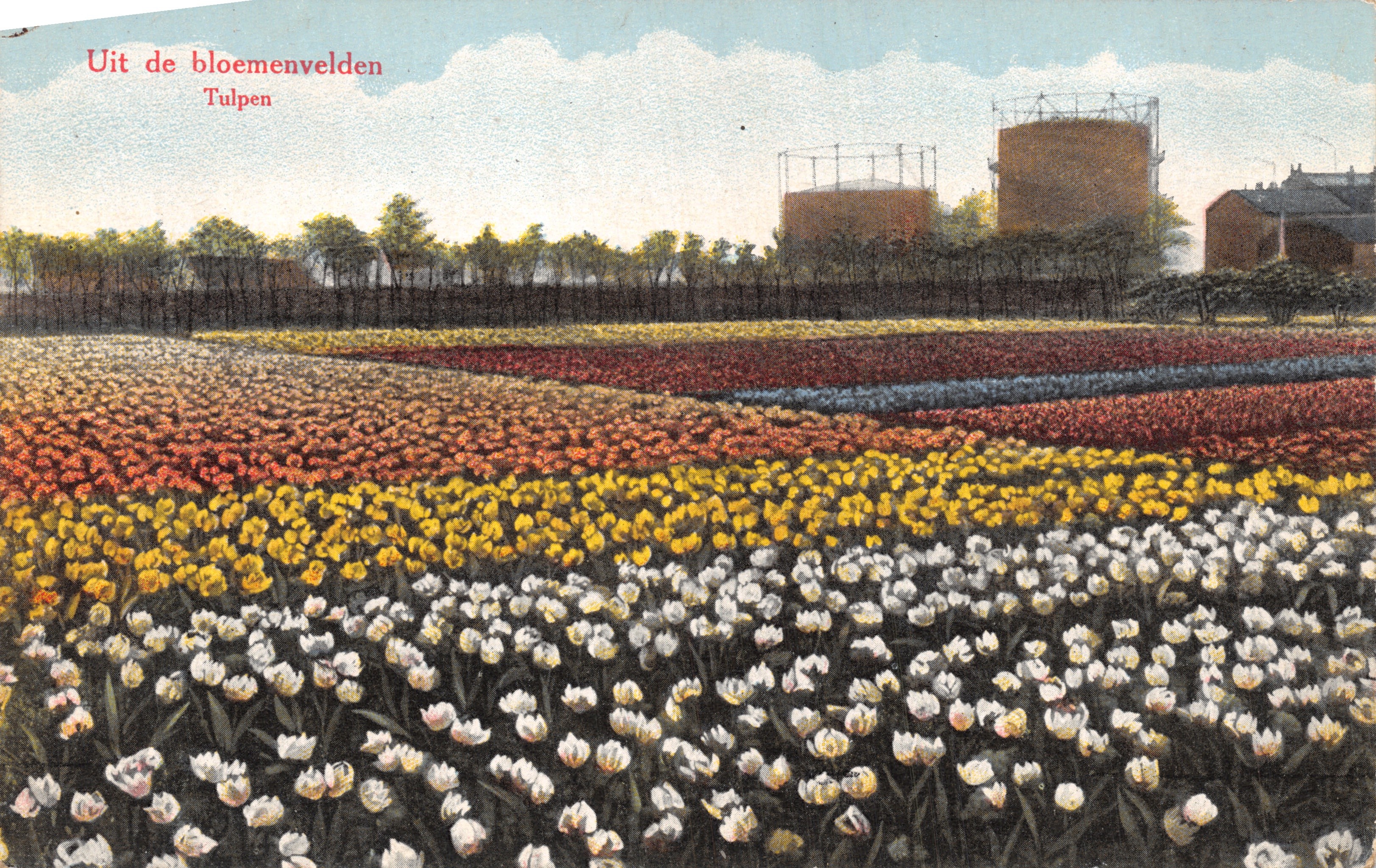 Tulipani — campi di tulipani colorati — Weenenk & Snel, den Haag