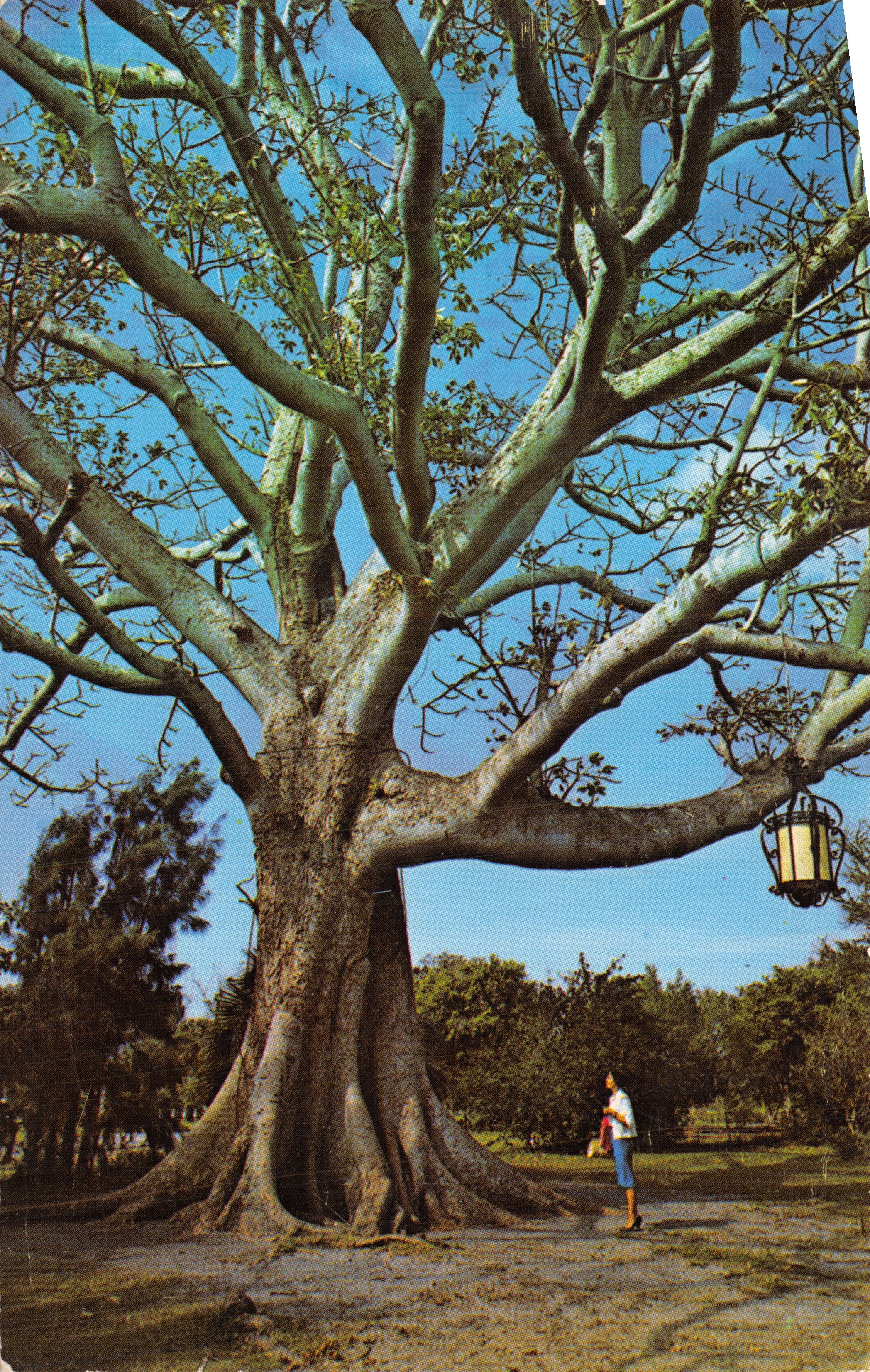Kapokboom — monumentale boom aan Clearwater — uitgever Koppel Color Cards, Hawtihouse N.J