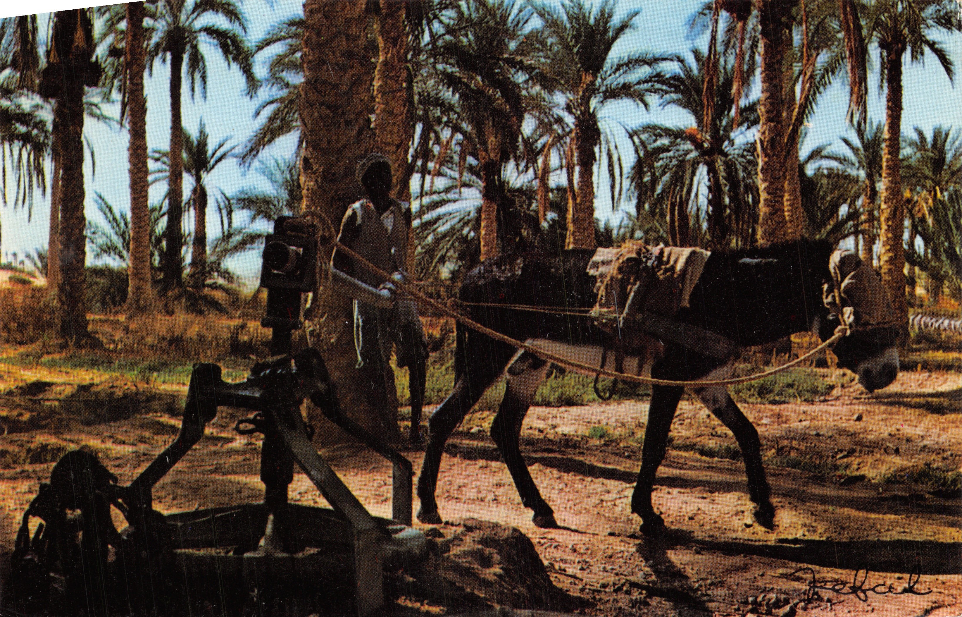 Pozo en un palmeral — escena de trabajo con burro — Ediciones JEFAL, n.º 4094