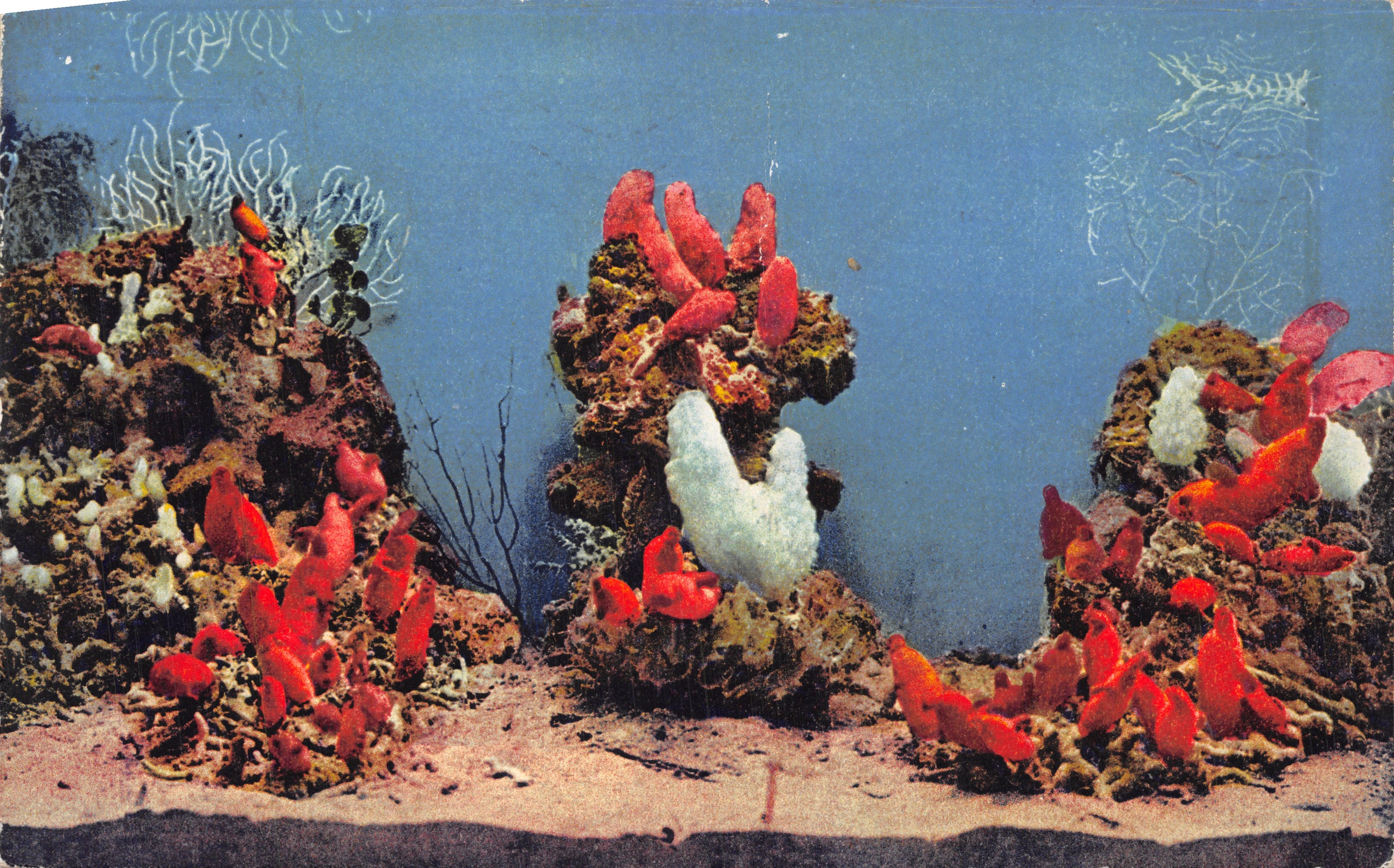 Onderwater-scène — koraal en rode ascidie — Aquariun van Monaco, nr. 20