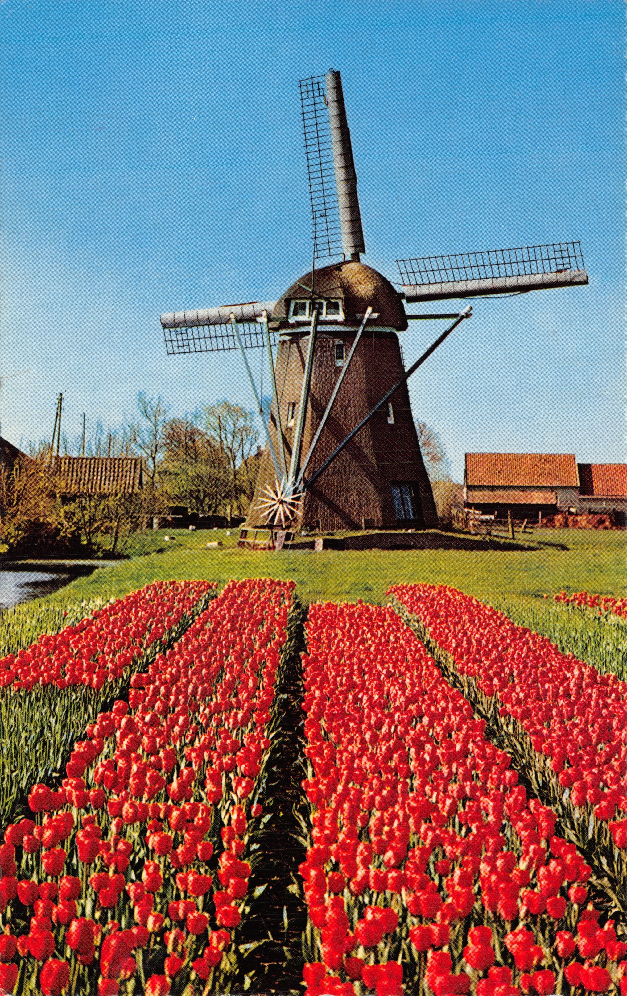 Moulin à vent — champ de tulipes rouges — Krüger 901/17
