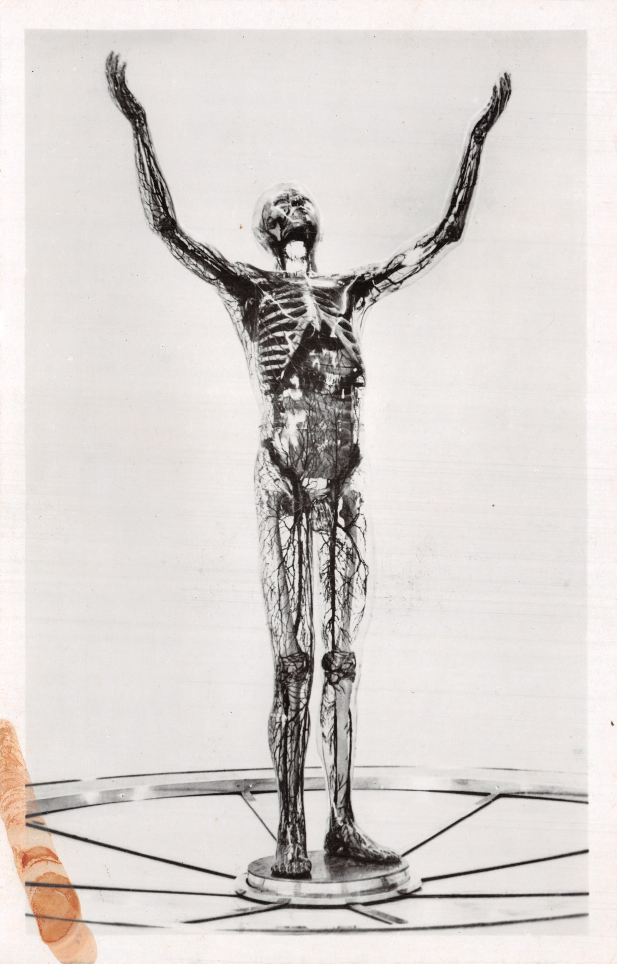 El hombre de vidrio — escultura anatómica — Exposición Internacional de París 1937, editor no visible