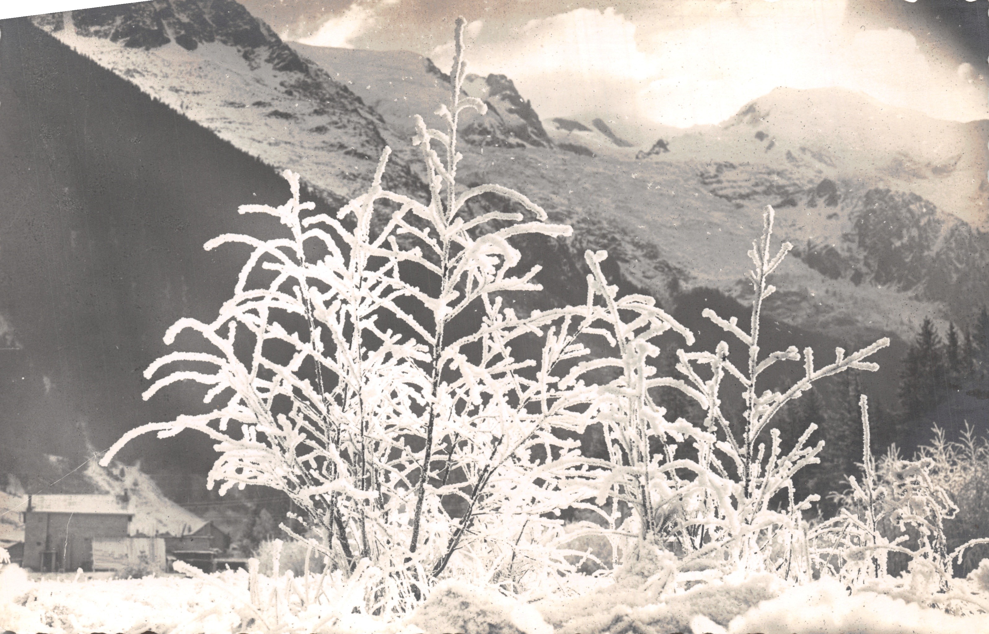 Paysage hivernal en montagne — branches recouvertes de givre, chalet au fond — éditeur C. Tairraz