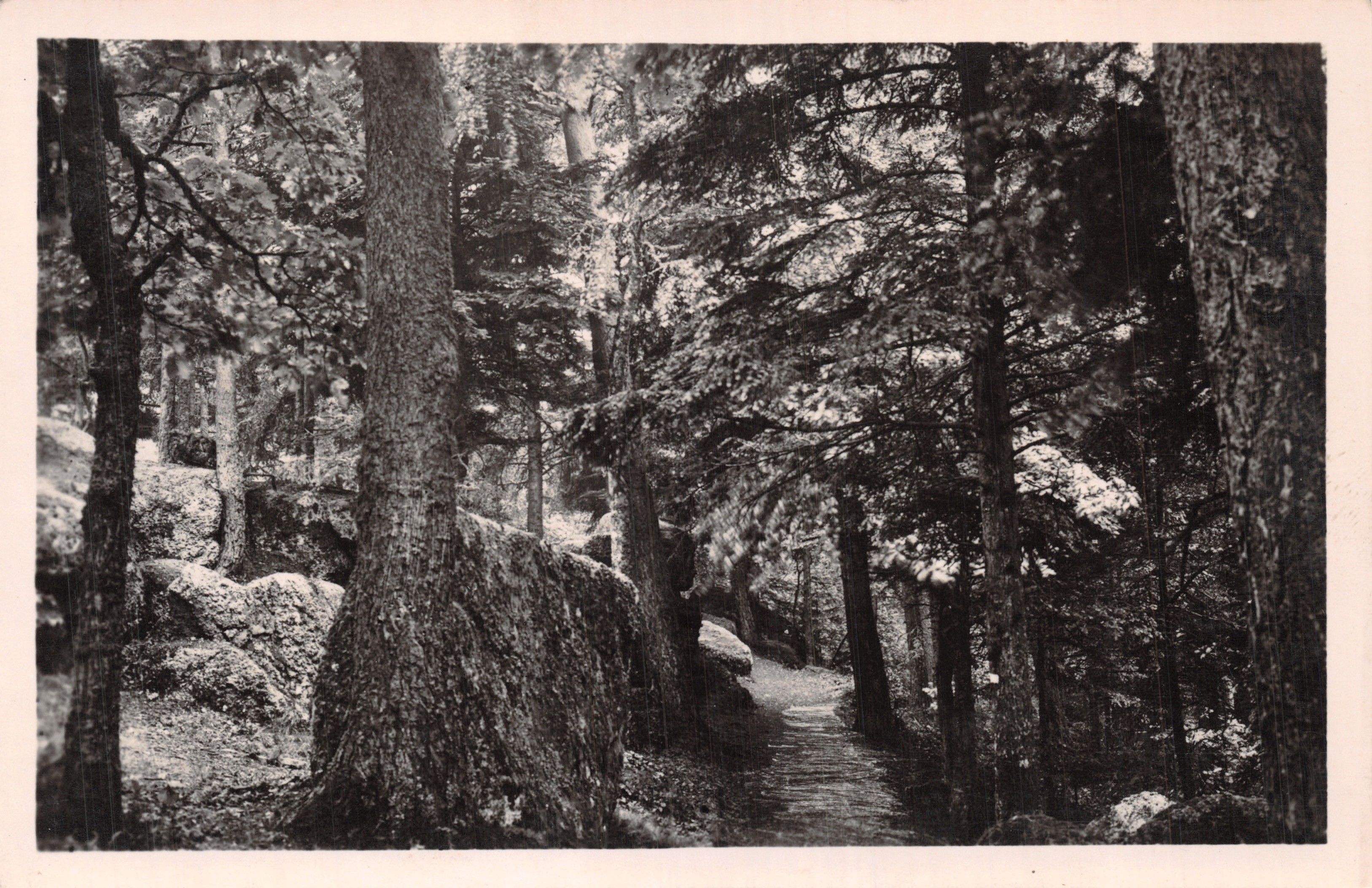 Mont Sainte-Odile — Sentiero nel bosco — Félix LUIB, Editore, Strasburgo