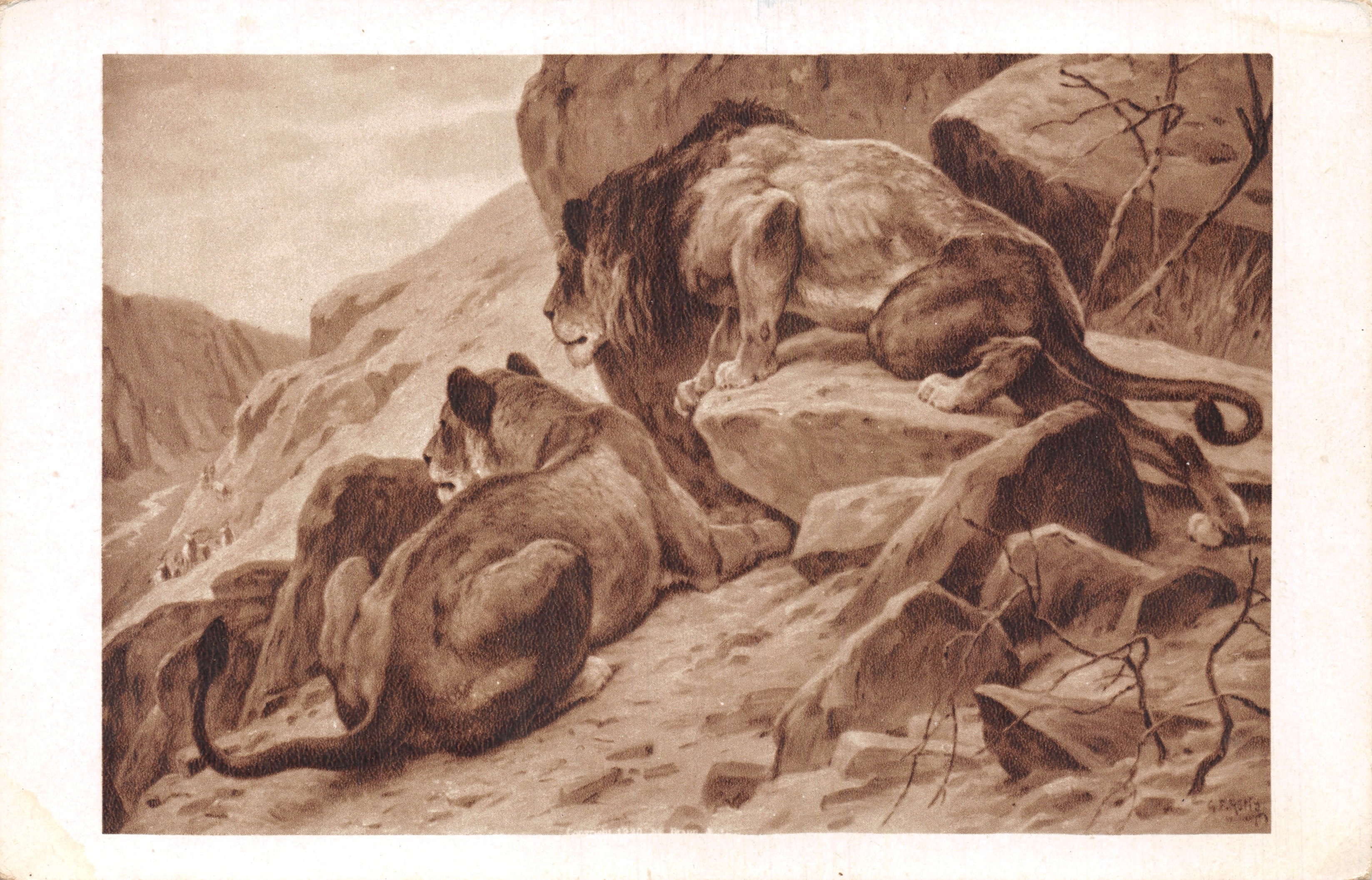 Lions in de grot — scène van de bergen met een mannetje en vrouwtje — uitgever Hélio Braun & Cie, Mulhouse-Dornach, nr. C-8