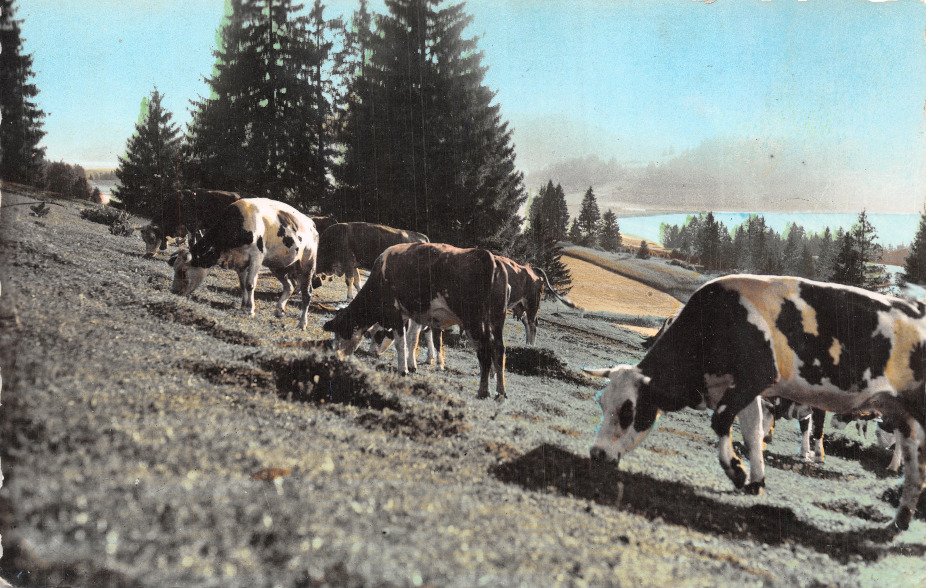 Paturages aan de rand van het meer — scène van koeien die grazen bij een meer met bos in de achtergrond — uitgever La Franche-Comté Pittoresque, n° 4911