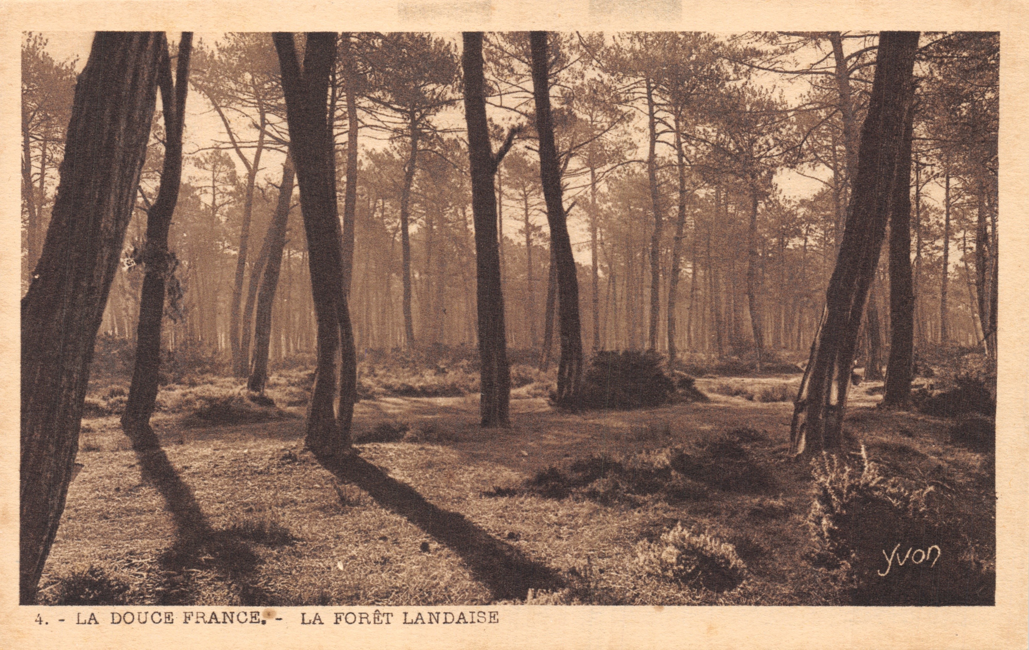 La foresta dei Landes — Foresta di pini — Editore Yvon, n. 4