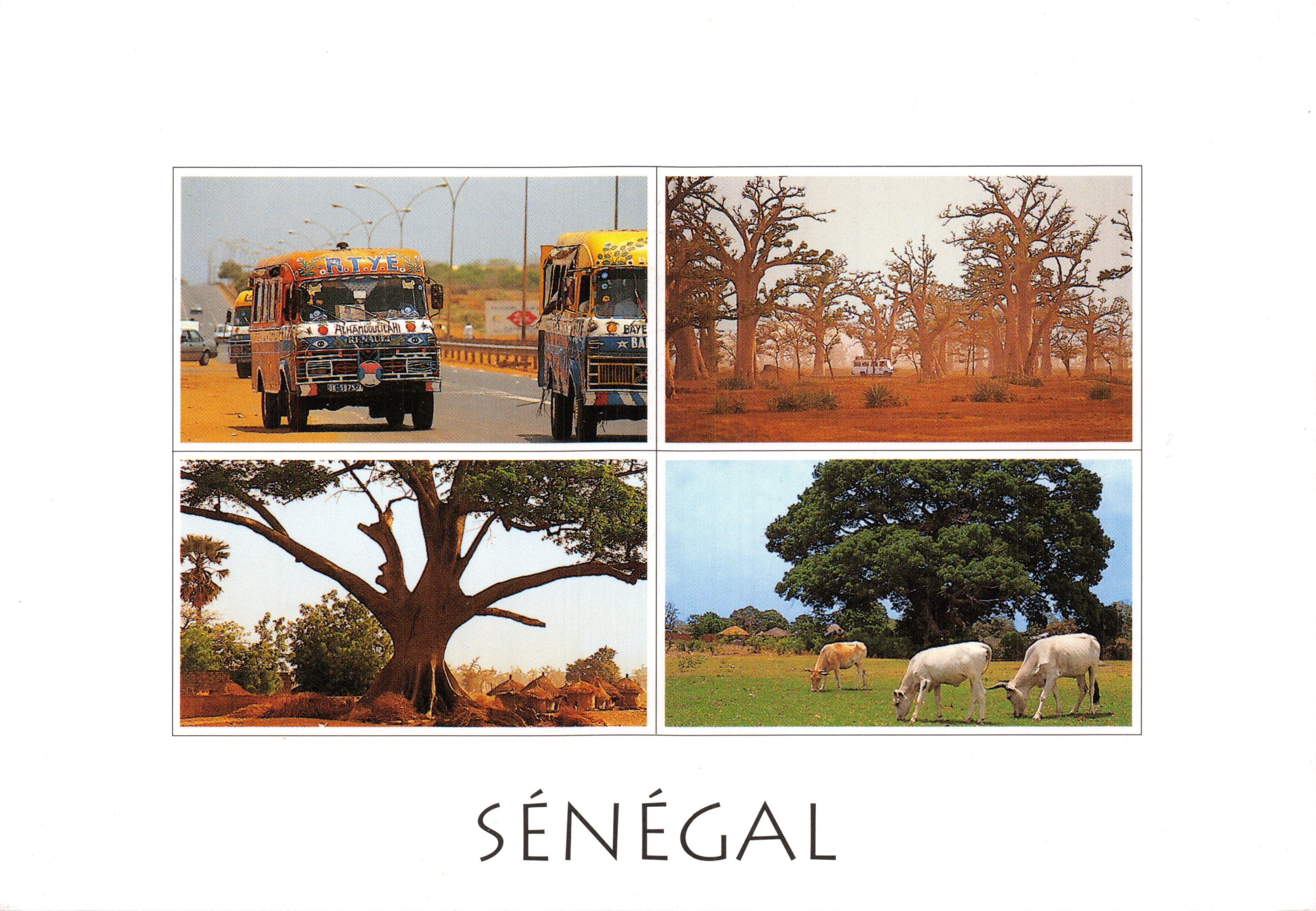 Sénégal — scènes de rue, forêt de baobabs, arbre géant et vaches — éditeur non visible