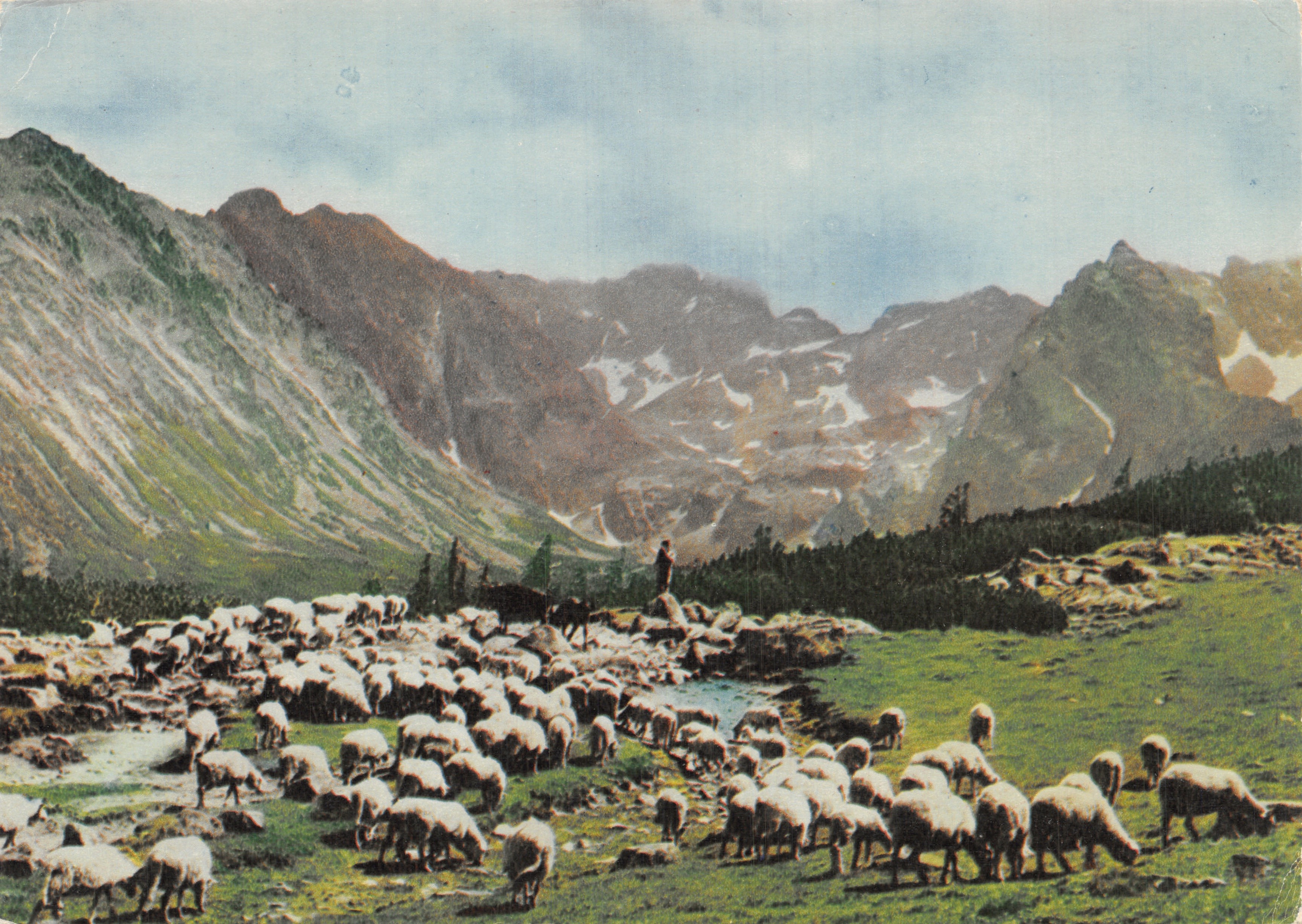 Tatras — Ovces sur l'Alpage Gąsienicowa — éditeur BIURO WYDAWNICZE RUCH