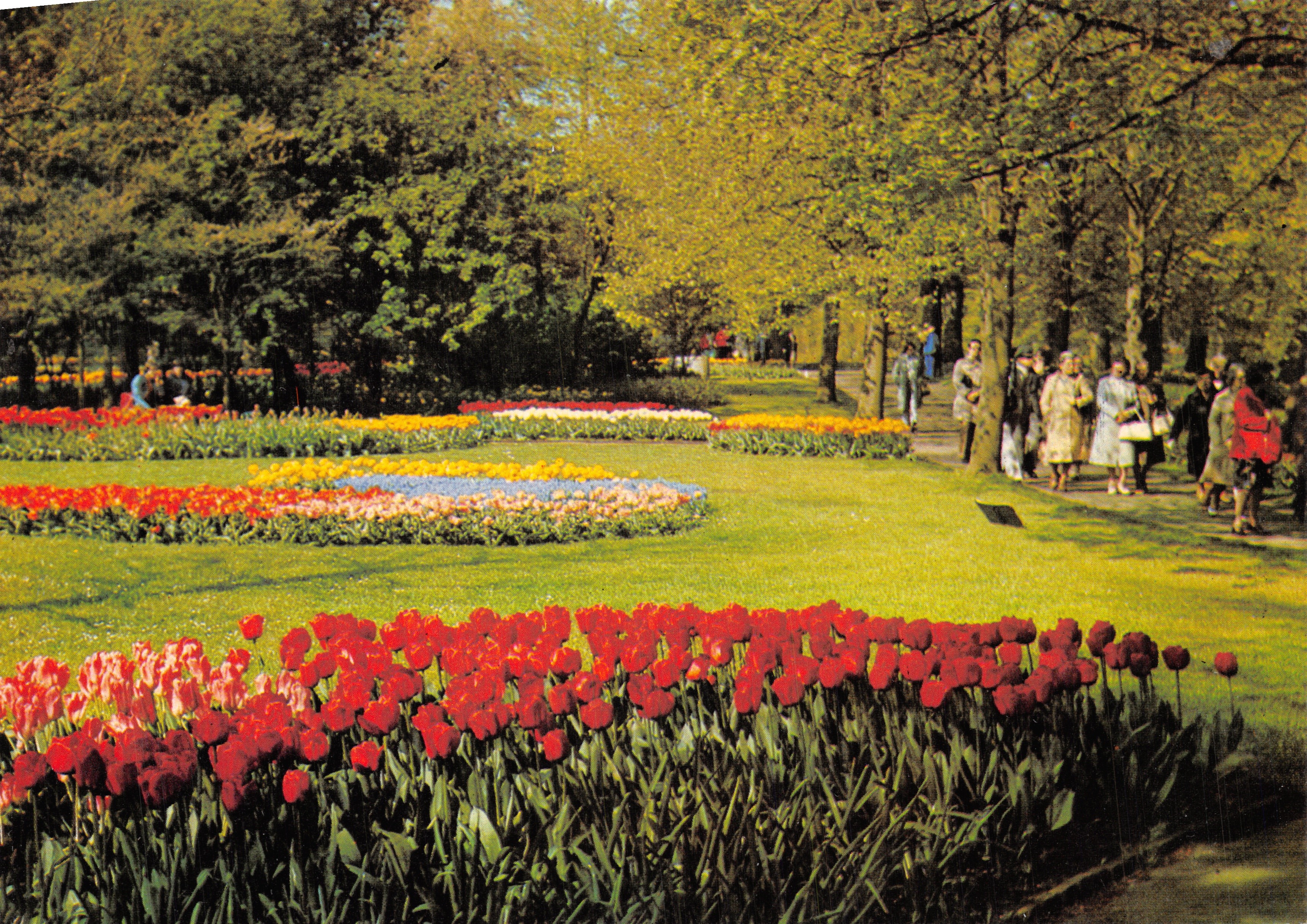 Keukenhof — jardin de tulipes en fleurs — éditeur Super cards