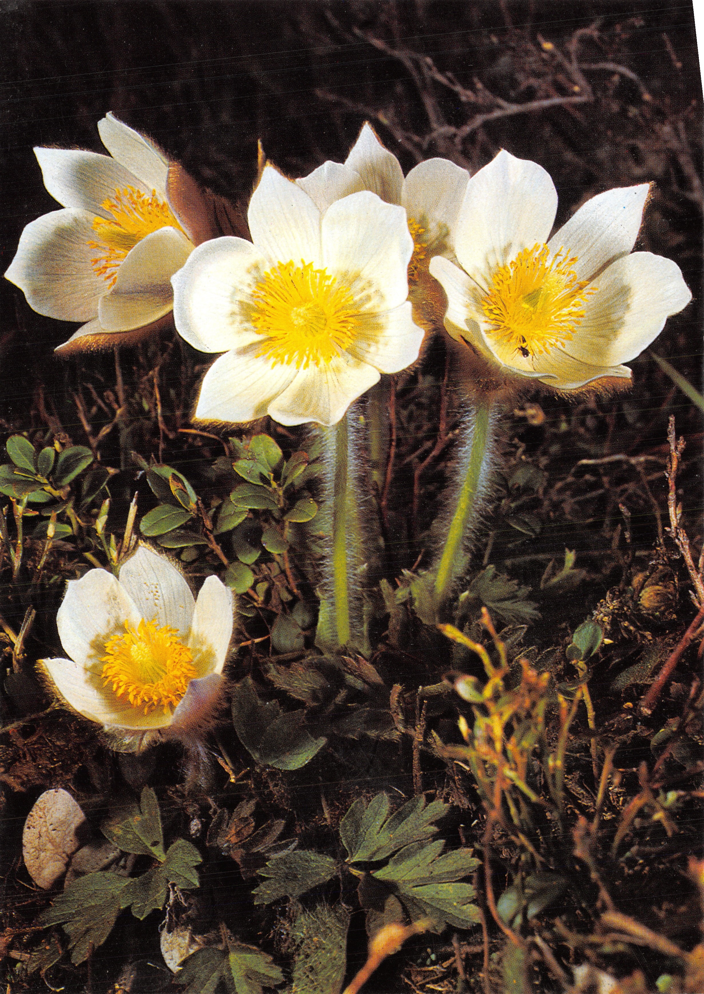 Анемона весенняя — Anemone vernalis L. — Chromolux Press AG, n° 25a