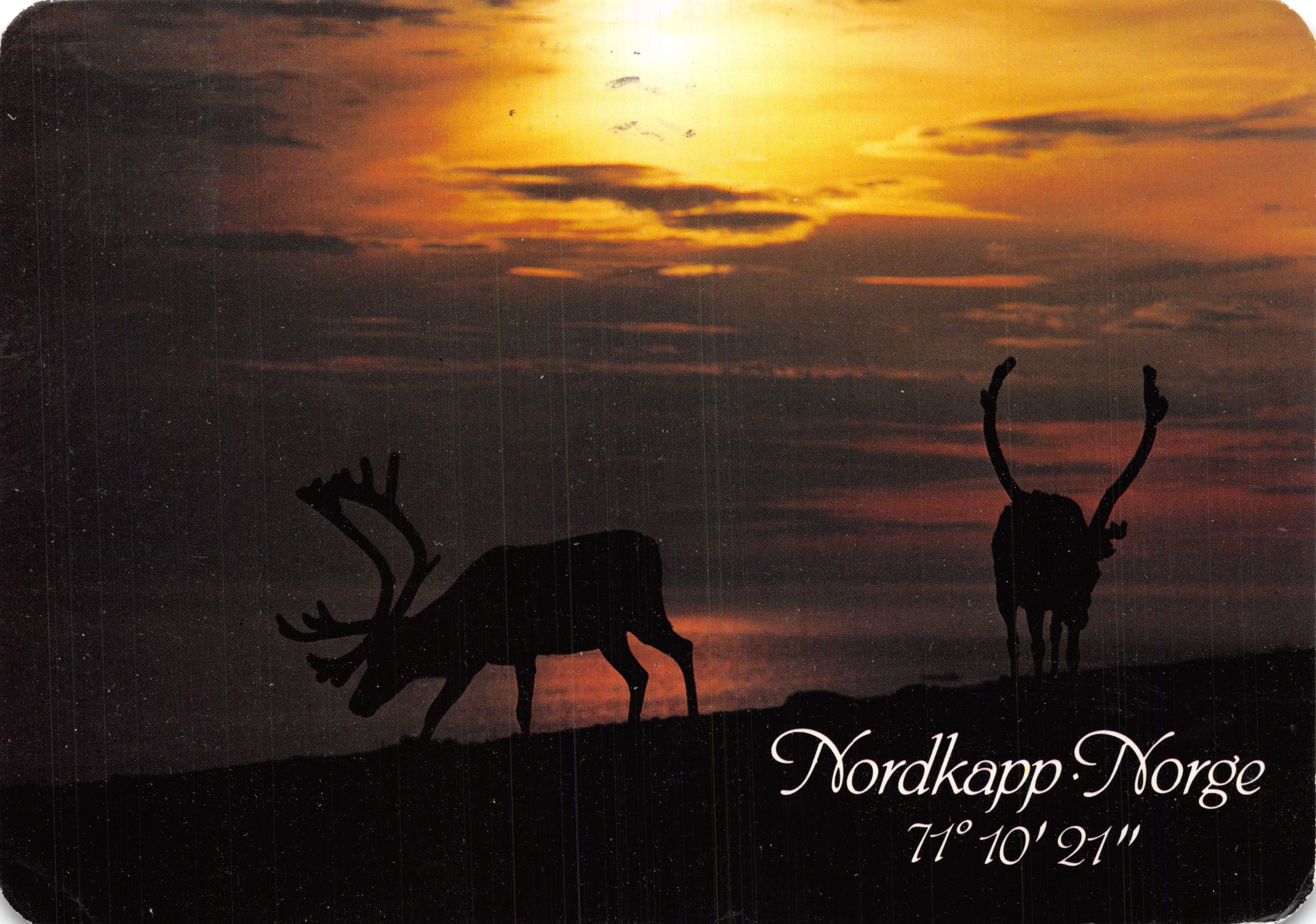 Silhouettes de rennes au coucher du soleil — Nordkapp, Norvège — éditeur Boks 231