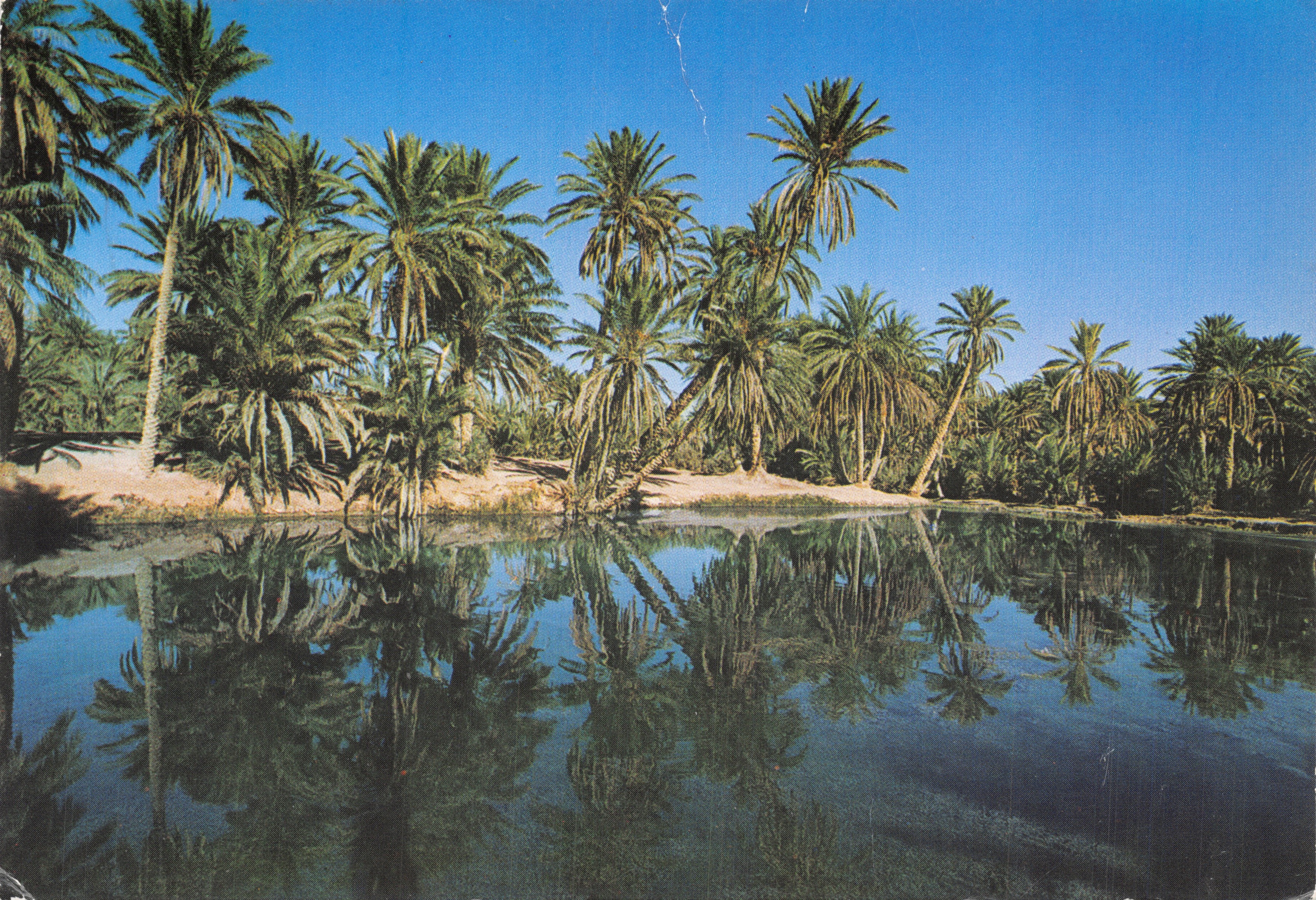 Oasis de Naja — Région Kebili-Douz — Éditions Tanit