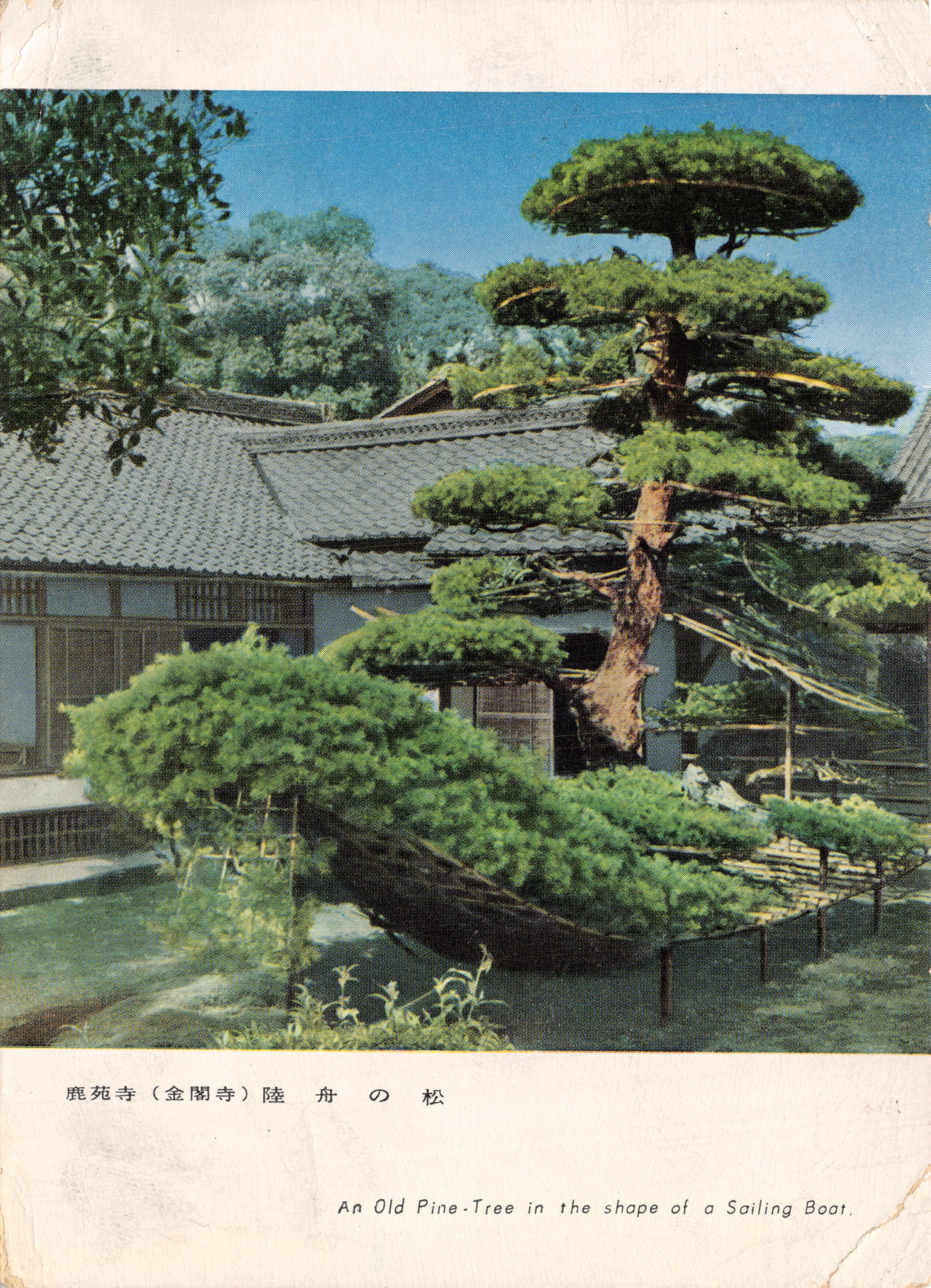 Un vieux pin en forme de voile — Jōkō-ji (Kinkaku-ji) — éditeur non visible