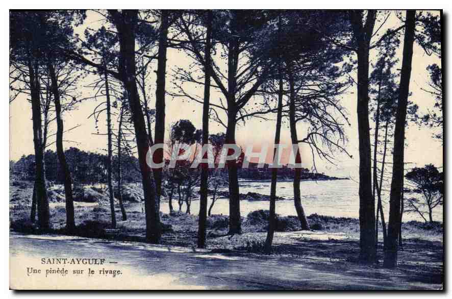 CPA Saint Aygulf Une pinede sur le rivage 