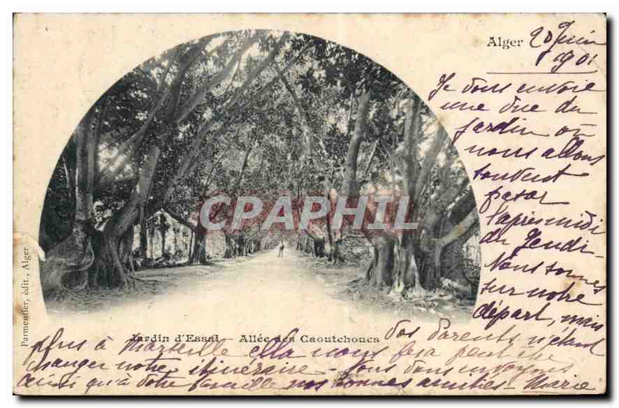 CPA Alger Jardin d'Essaet Allee des Caoutchoucs 