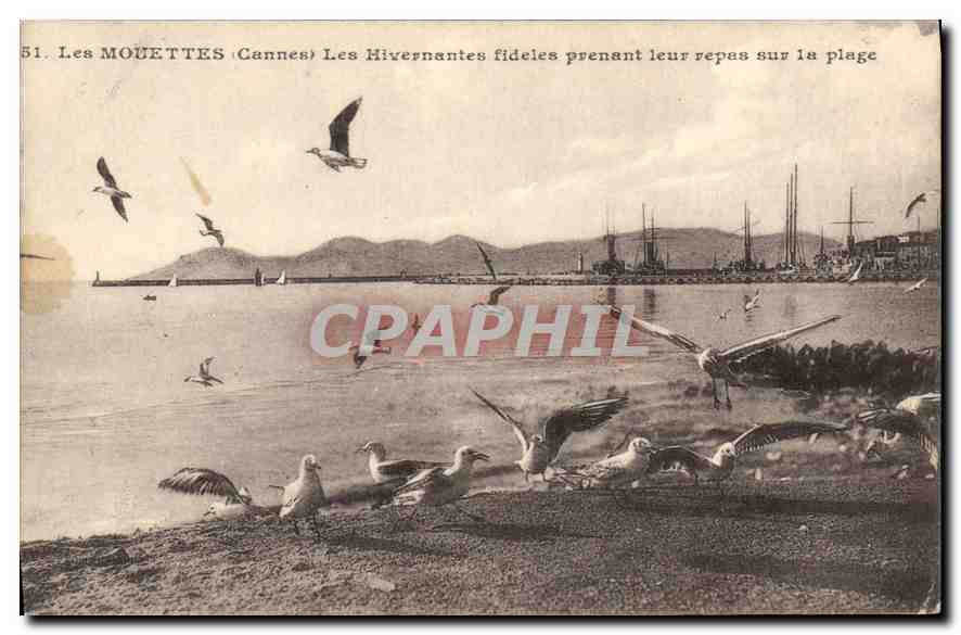 Les MOUETTES (Cannes) — Les Hivernantes fidèles prenant leur repas sur la plage — n°51
