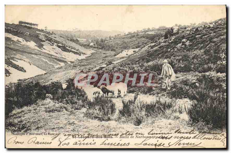 CPA St Leonard des Bois Butte de Narbonne Berger Moutons