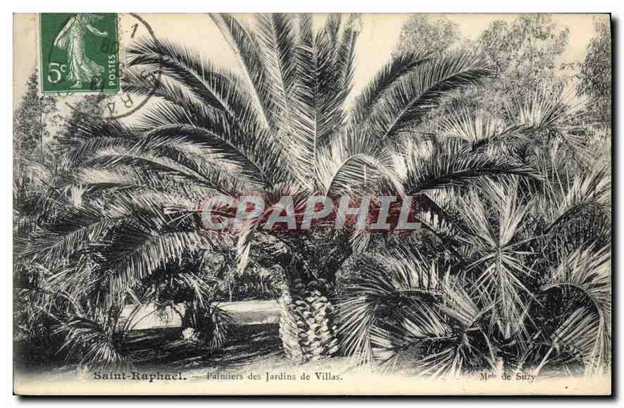CPA Saint Raphael Palmiers des Jardins de Ville 