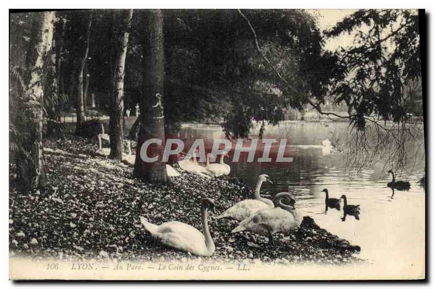 CPA Lyon Au Parc Le Coin des Cygnes 