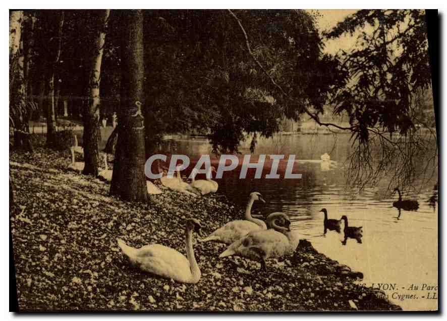 CPA Lyon Au Parc Le Coin des Cygnes 