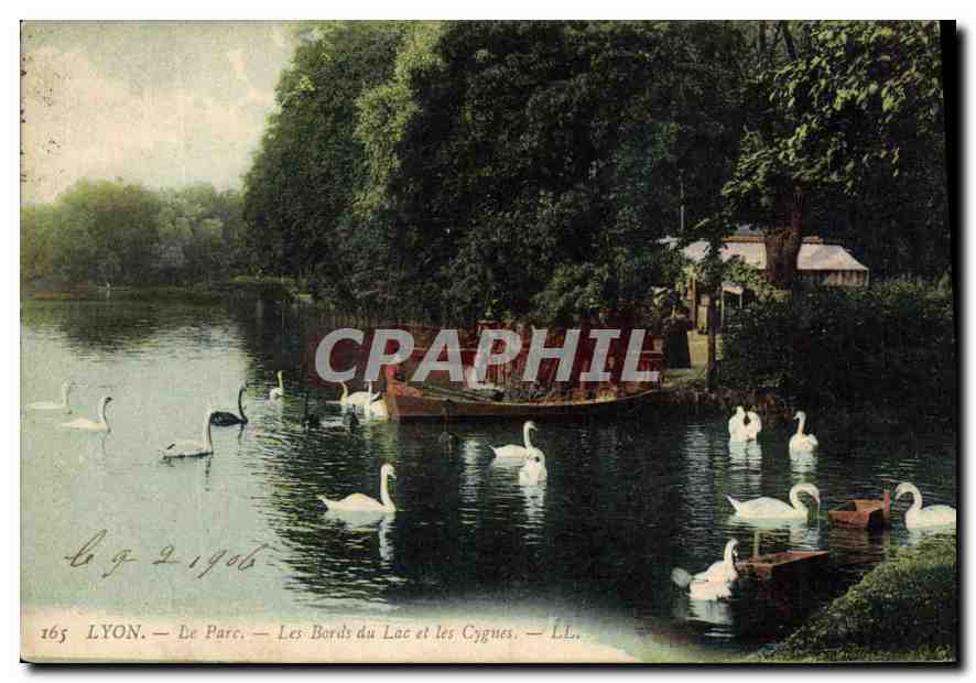 CPA Lyon Le Parc Les Bords du Lac et les Cygnes 