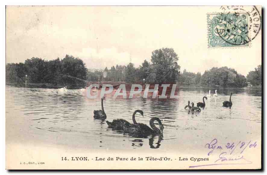 CPA Lyon Lac du Parc de la Tete d'Or Les Cygnes 