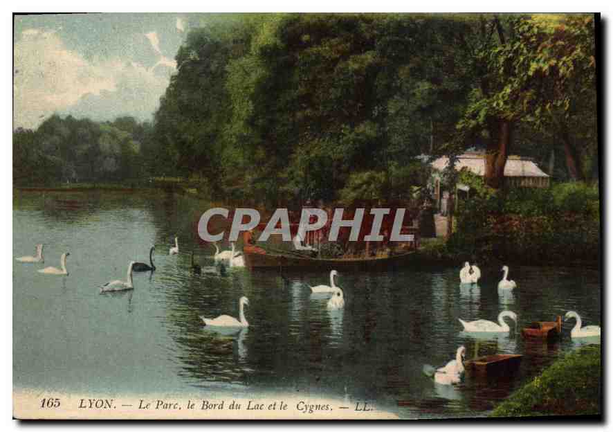 CPA Lyon Le Parc le Bord du Lac et le Cygnes 