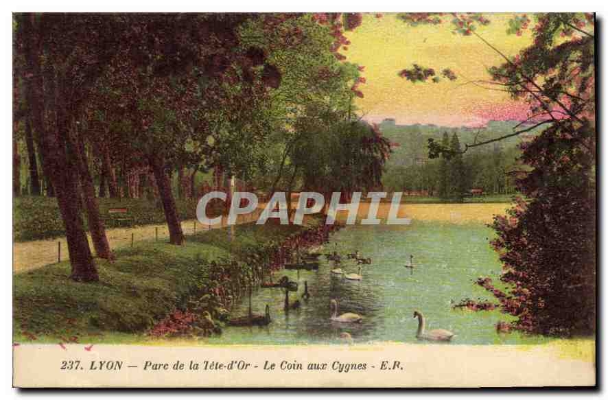 CPA Lyon Parc de la Tete d'Or Le Coin aux Cygnes 