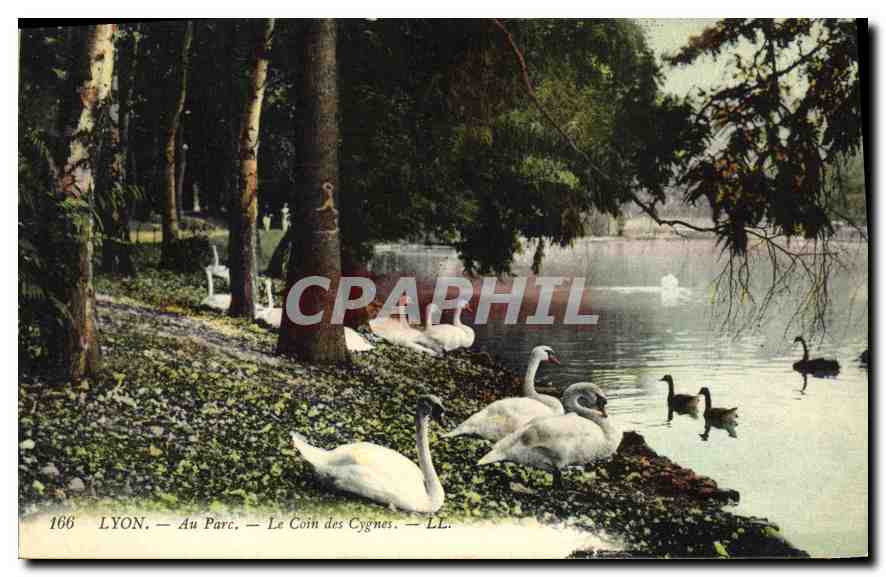 CPA Lyon Au Parc Le Coin des Cygnes 