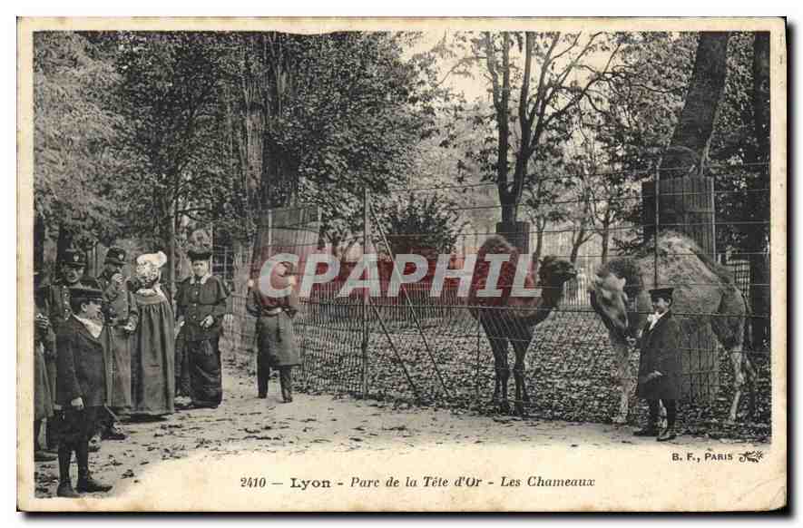 CPA Lyon Parc de la Tete d'Or Les Chameaux 