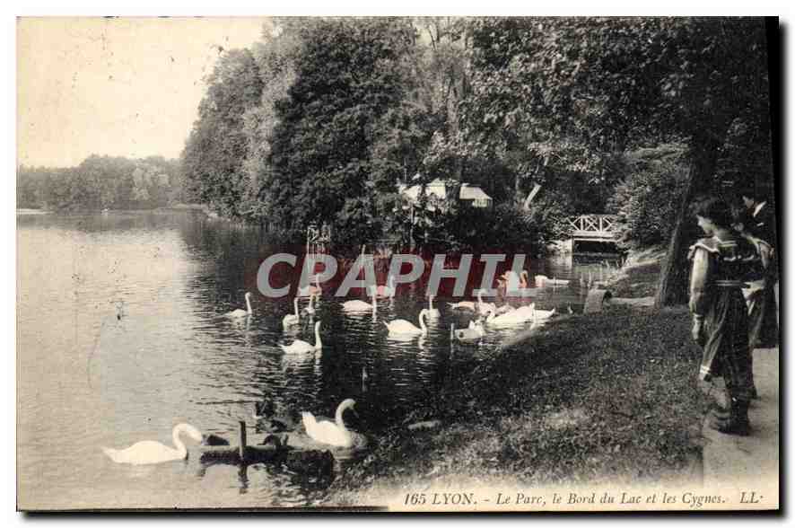 CPA Lyon Le Parc le Bord du Lac et les Cygnes 