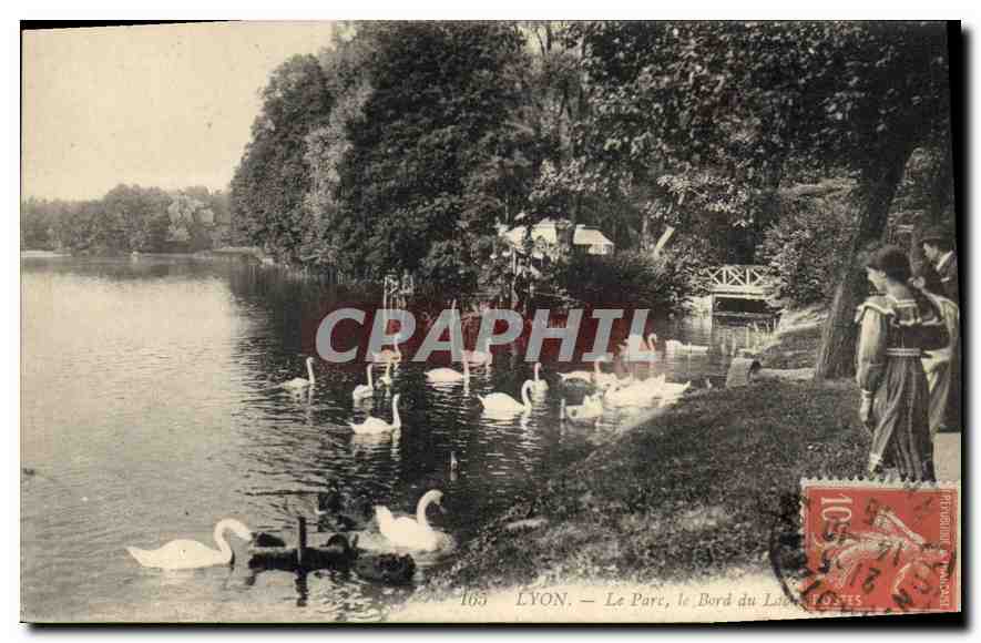 CPA Lyon Le Parc le Bord du Lac et les Cygnes 