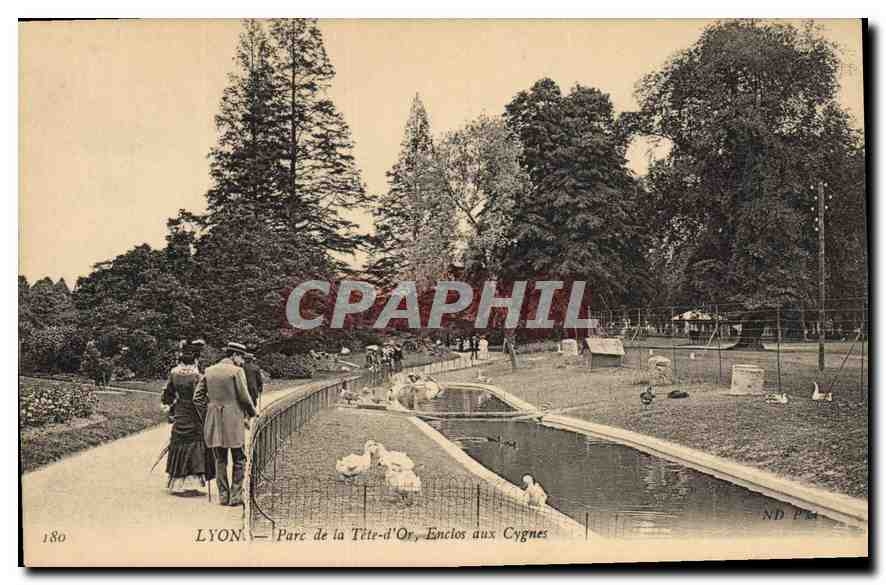 CPA Lyon Parc de la Tete d'Or Enclos aux Cygnes 