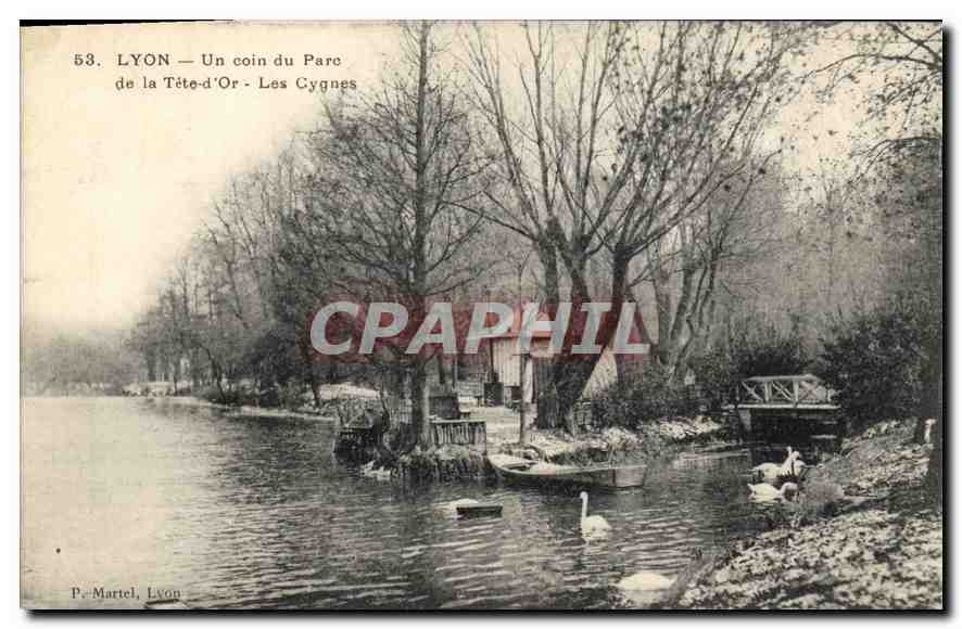 CPA Lyon Un Coin du Parc de la Tete d'Or Les Cygnes 