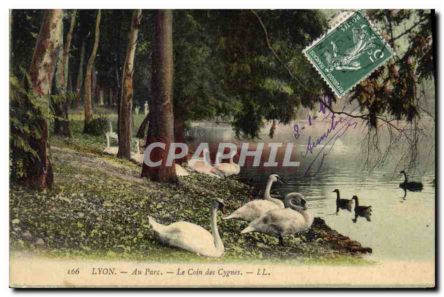 CPA Lyon Au Parc Le Coin des Cygnes 