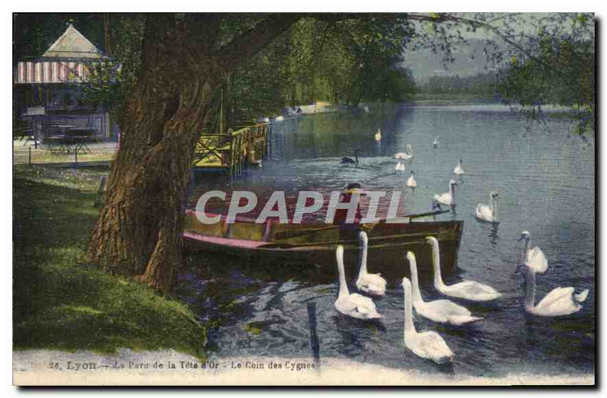 CPA Lyon Le Parc de la Tete d'Or Le Coin des Cygnes 