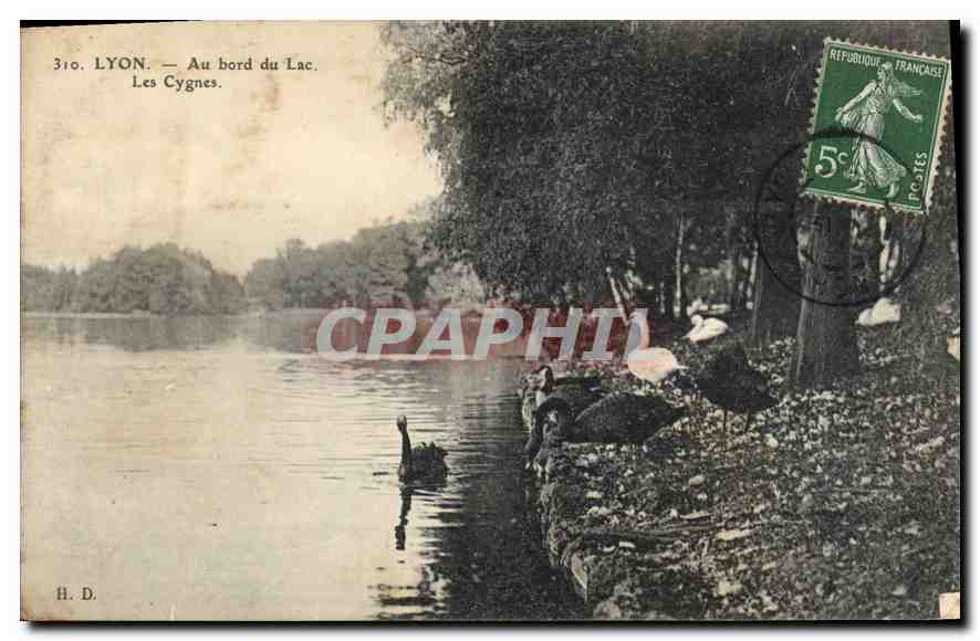 CPA Lyon Au bord du Lac Les Cygnes