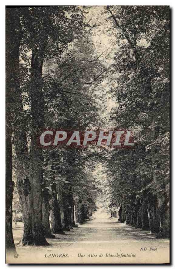 CPA Langres Une Allee de Blanchefontaine