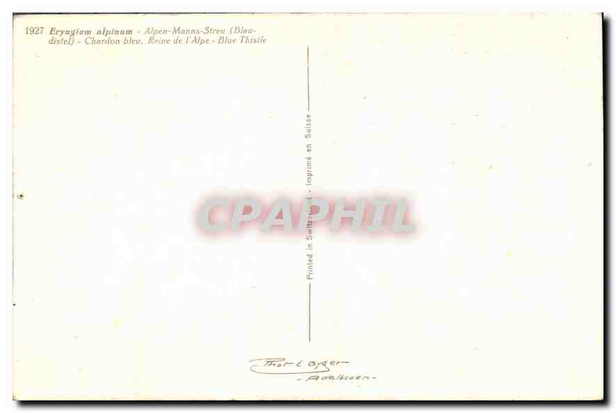 CPA Fantaisie Fleurs Eryngium alpinum — Verso