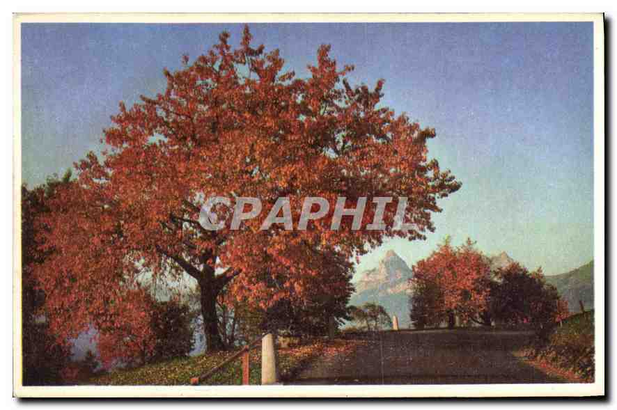 CPA Arbre
