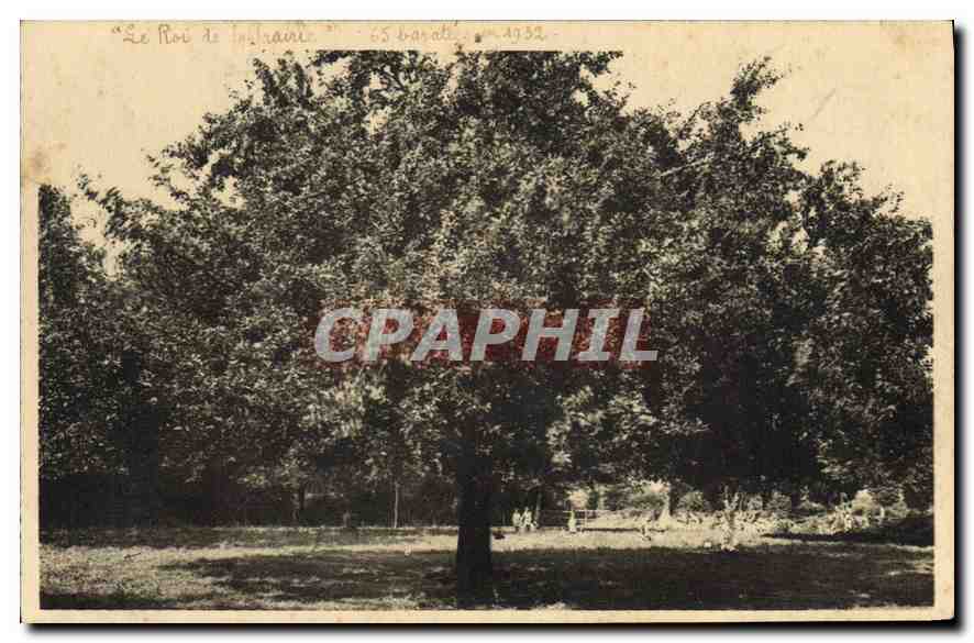CPA Durcet Bocage Le roi de la prairie normande 