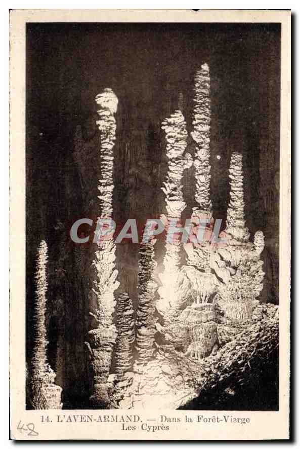CPA L'Aven Armand Dans la Foret Vierge Les Cypres 