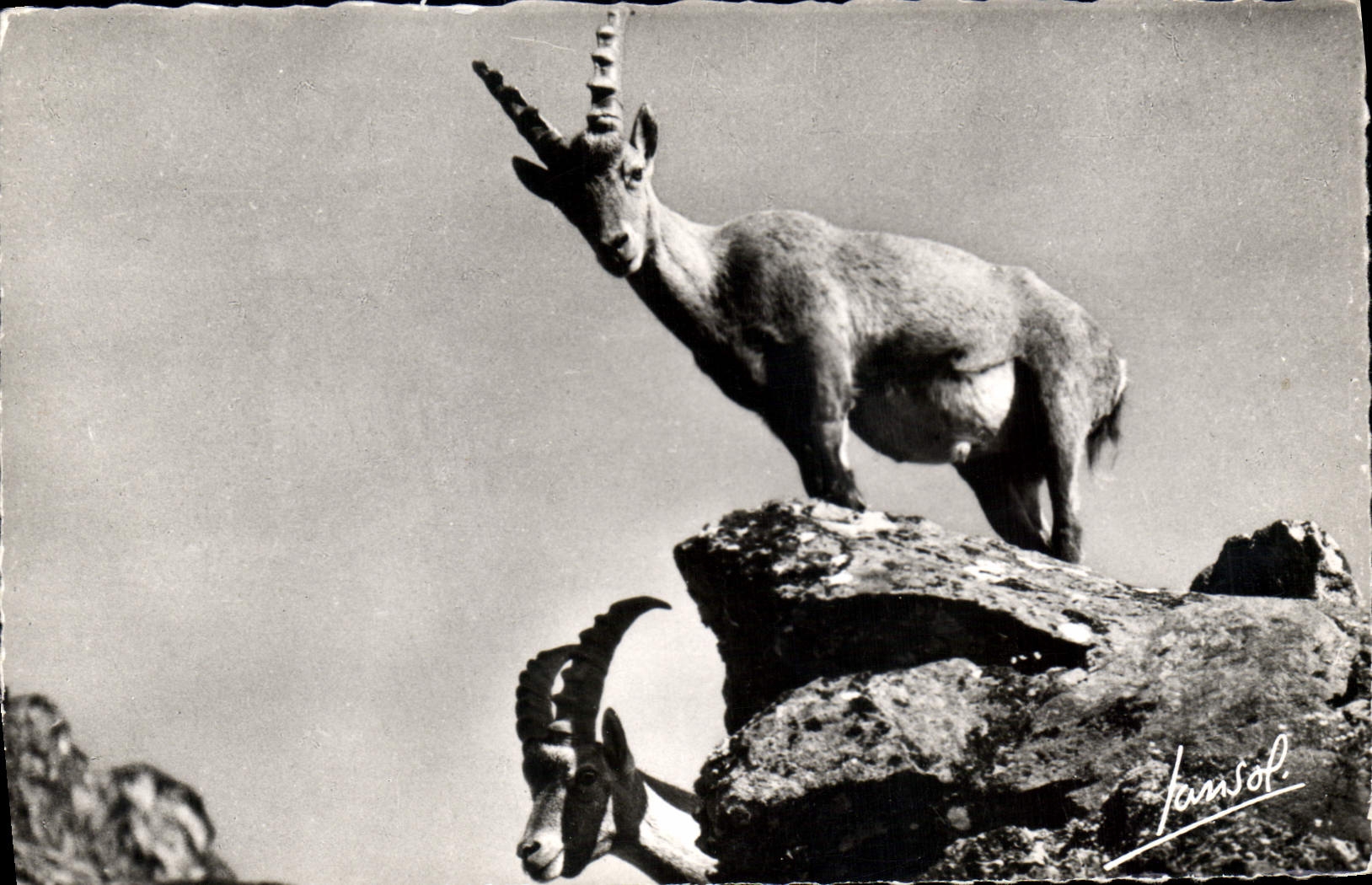 CPA Les animaux de la Montagne Bouquetin 