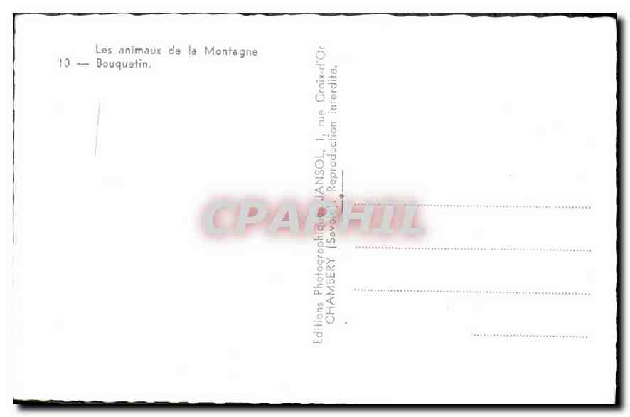 CPA Les animaux de la Montagne Bouquetin  — Rückseite
