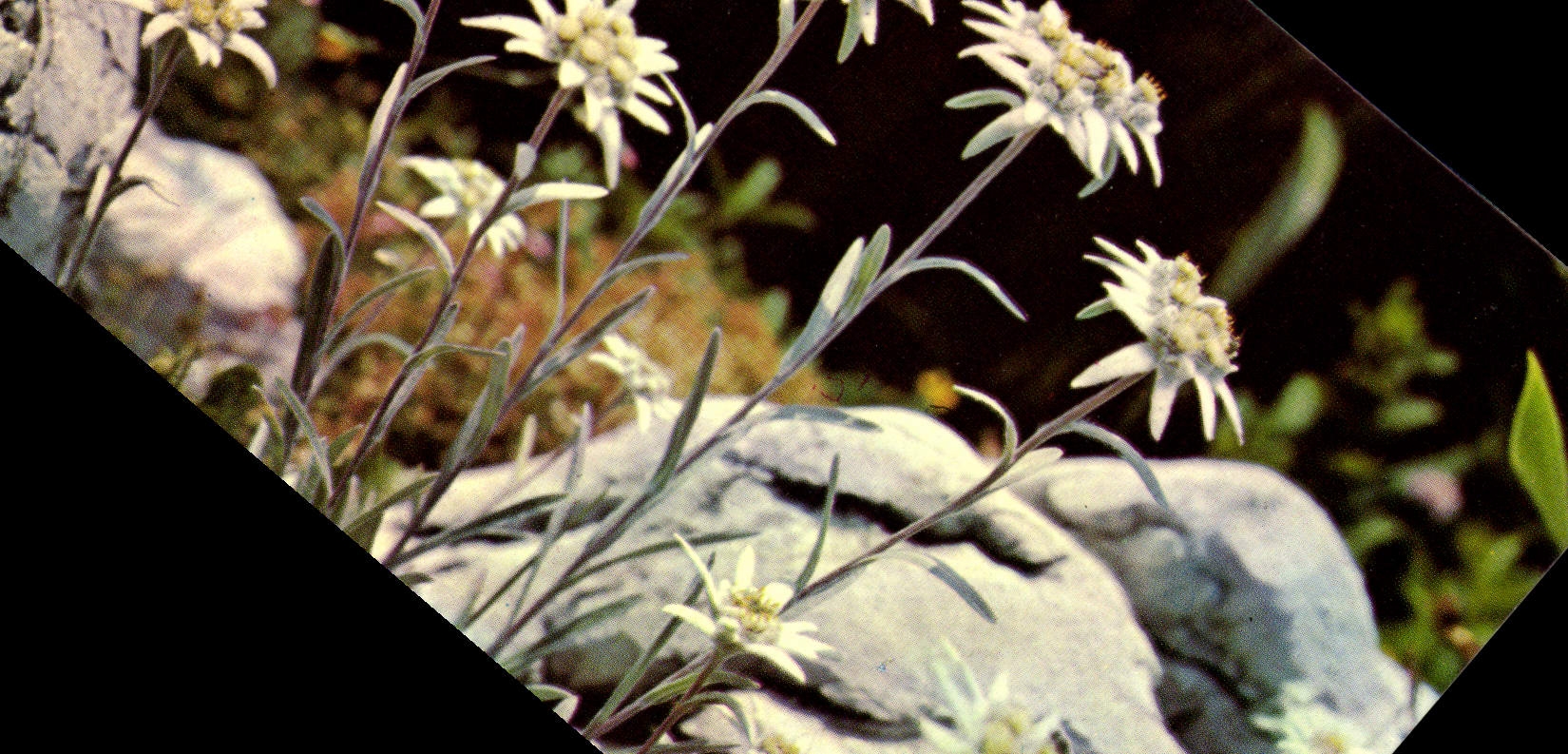 Edelweiss — L'Étoile de velours, emblème de la montagne — Éditions G. Rossat-Mignod, Annecy, N° 2627