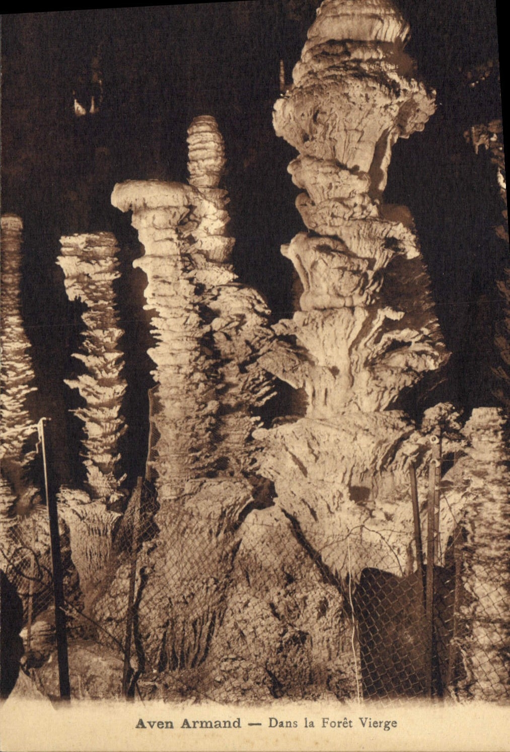 CPM Aven Armand Dans la Foret Vierge 