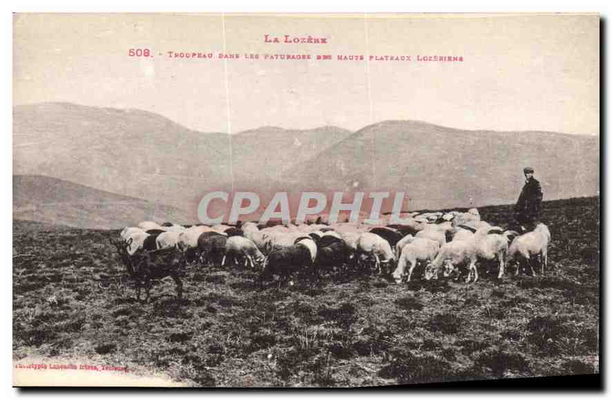 La Lozère — Troupeau dans les pâturages des hautes plateaux lozériens — Éditeur : Lausanne, Toulouse, n° 508