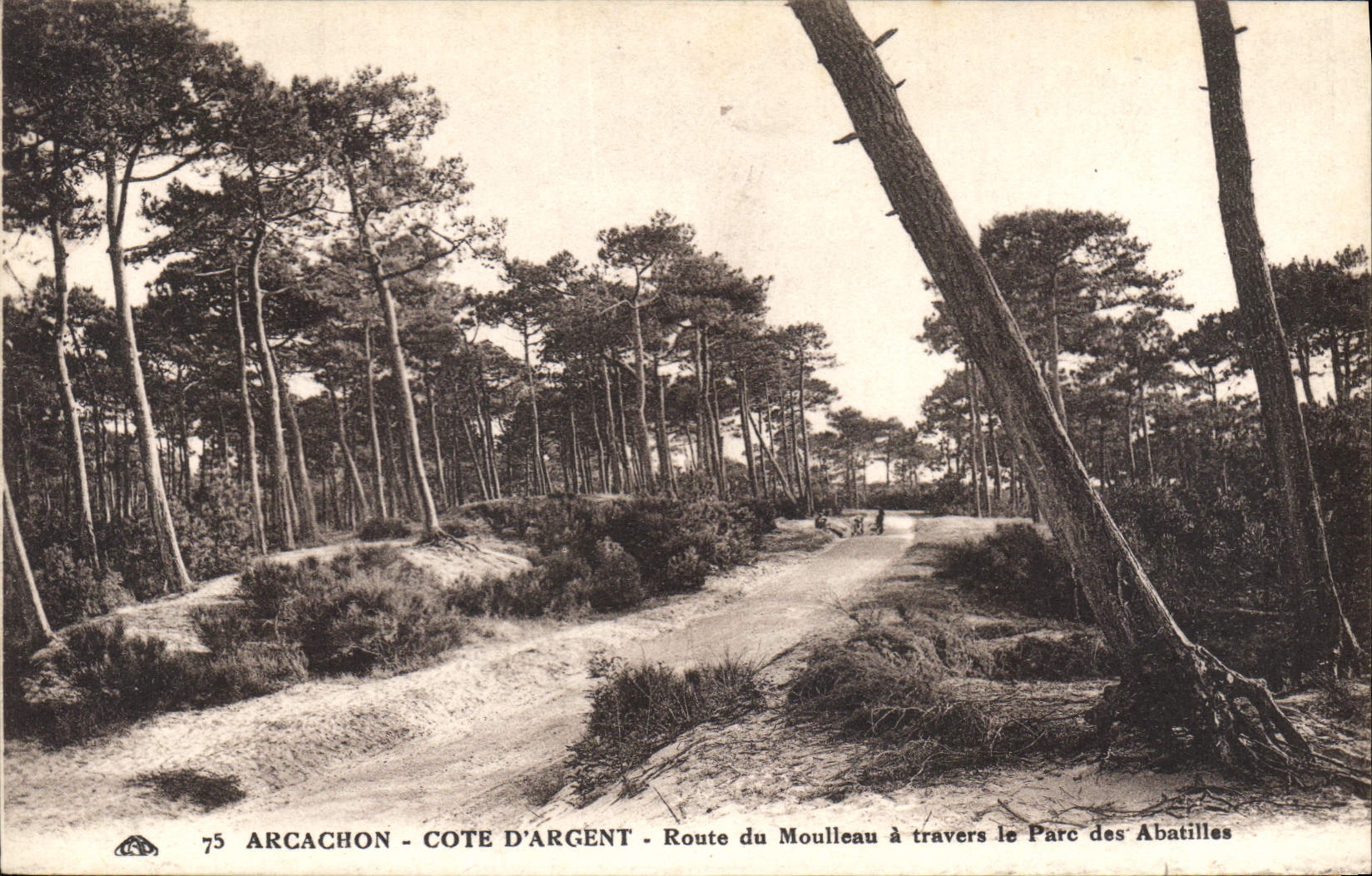 Arcachon - Côte d'Argent - Route du Moulleau à travers le Parc des Abatilles