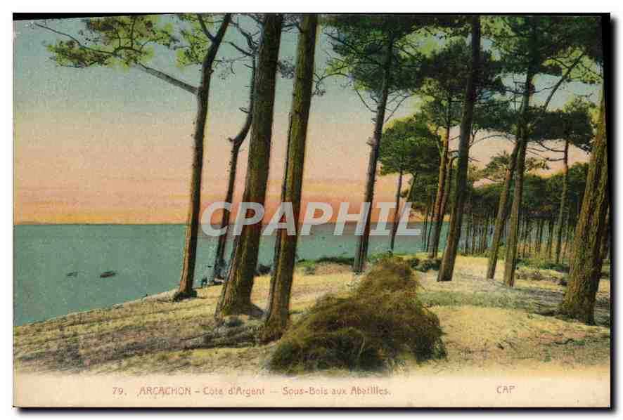 Arcachon - Côte d'Argent - Sous-Bois aux Abîtilles — CAP